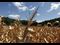 cornstalks
