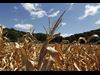 cornstalks