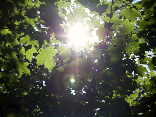 Slide Image
