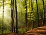 trees_light
