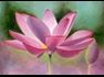 Abundance of Thought