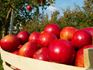 Apples
