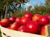 Apples