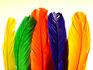 Rainbow feathers