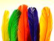 Rainbow feathers