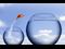 Goldfish leaping