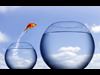 Goldfish leaping