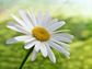 Daisy, Personal Growth, Self-Help