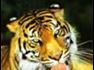 Beliefnet group Animal Lovers