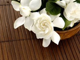 Gardenia