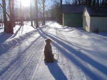 Your Inspiring Pets