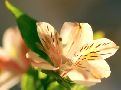 Pale yellow and pink flowers