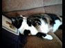 Sleeping cat
