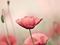 Poppy