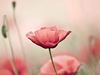 Poppy