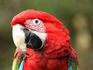 Pets-Macaw