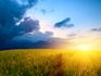 sunrise over wheat fields