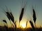 Lammas, Wheat, Sunset, Lughnassad