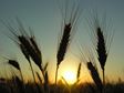 Lammas, Wheat, Sunset, Lughnassad