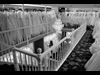 Wedding Dresses in the Store