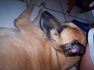 Beliefnet group Animal Compassion