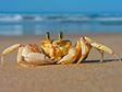 Cancer, the Crab