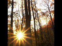 sun trees beautiful what you thanks for
