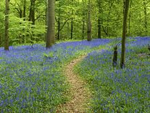 Postive Path