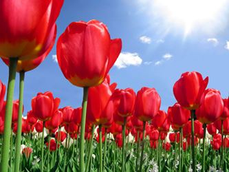Field of red tulips