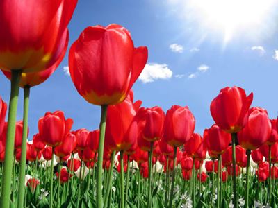 Field of red tulips