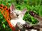 Siamese cat sleeping on red hammock