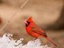 Imbolc cardinal on ice