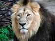 Leo, the Lion