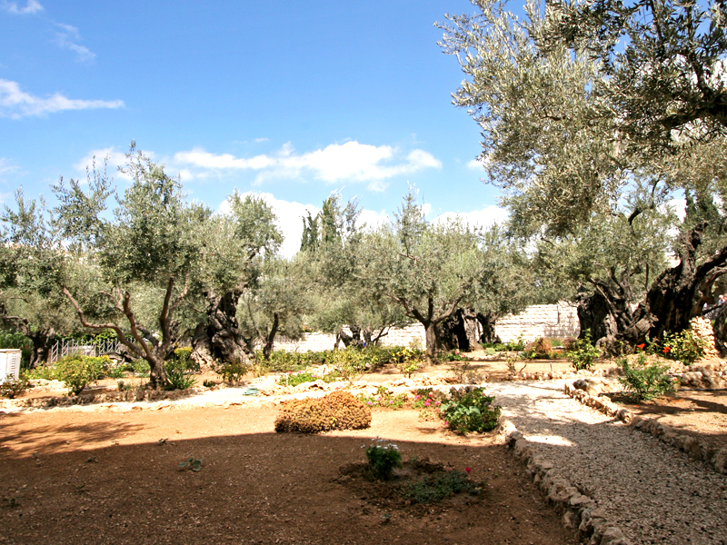 Slide Image