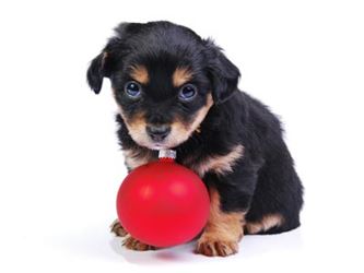 Puppy with a red ornament