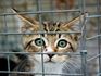 Pet Prayers: Scared kitten in a cage
