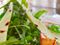 Holiday Weight Loss   Tips