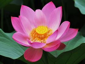 Yoga Styles, Kinds of Yoga, Hatha Yoga