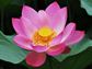 Yoga Styles, Kinds of Yoga, Hatha Yoga