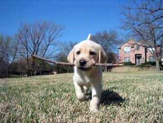 Cute Dog Pictures
