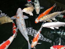 Pisces, the Fish