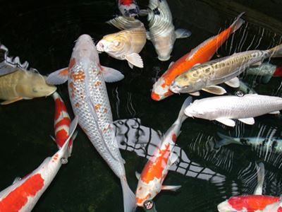 All About Pisces