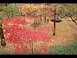 red leaves