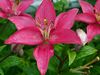 Lily
