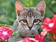 Gray cat