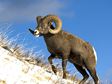 Aries, the Ram