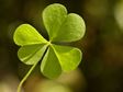 St. Patrick's Day clover