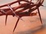 Crown of Thorns