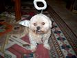Dog With Halo