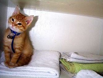 Cute Cat Pictures